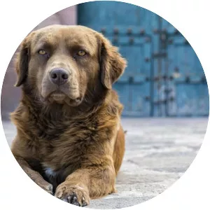 Tiere suchen ein Zuhause - TV program