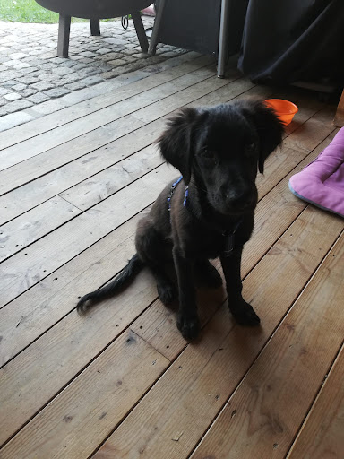 Tierhilfe Oberlandpfoten e.V. - Animal protection organization in Lenggries, Germany