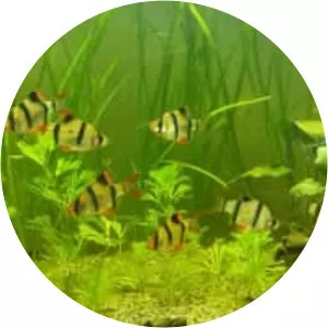 Tiger barb