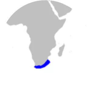 Tiger catshark - Sharks