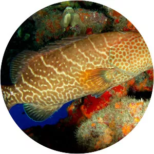 Tiger grouper - Fish