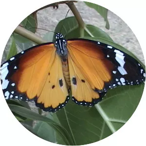 Tiger milkweed butterflies - Insect