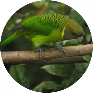 Tiger parrot