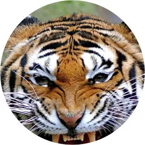 Tiger's Attack - TV program