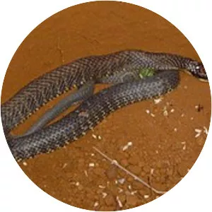 Tiger snake