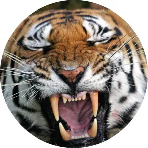 Tiger - Spy In The Jungle