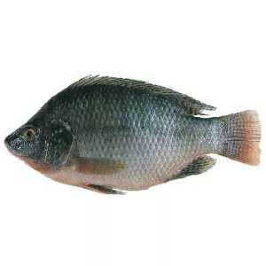 Tilapia - Fish