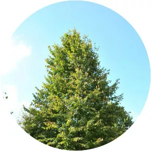 Tilia cordata - Plants