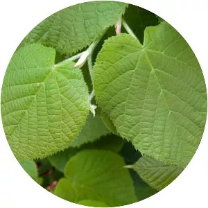 Tilia platyphyllos - Plants