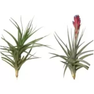 Tillandsia aeranthos