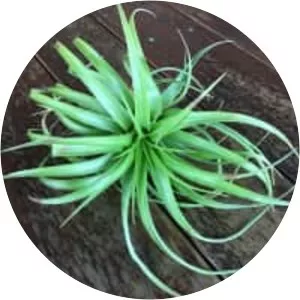 Tillandsia brachycaulos