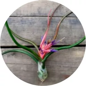 Tillandsia bulbosa - Plants