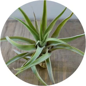 Tillandsia capitata