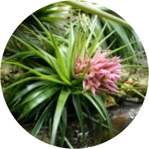 Tillandsia geminiflora
