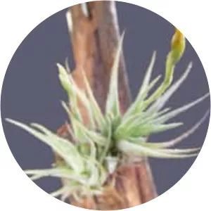 Tillandsia loliacea