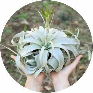 Tillandsia - Plants