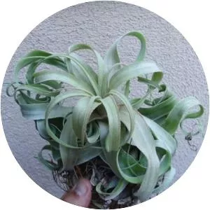 Tillandsia streptophylla