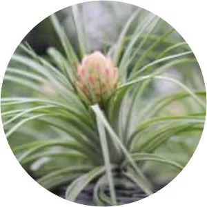 Tillandsia stricta - Plants