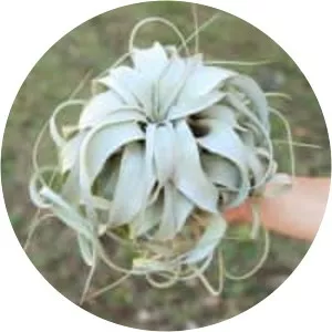 Tillandsia xerographica