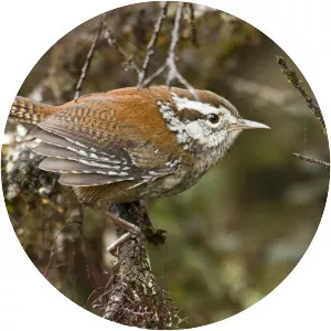 Timberline wren