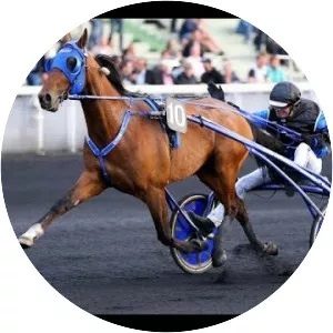 Timoko