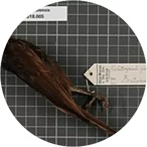 Timor friarbird - Birds