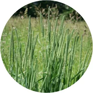 Timothy-grass - Plants