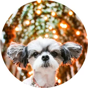 Tinkerbelle the Dog - Canine