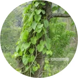 Tinospora sinensis