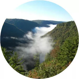Tioga State Forest - 