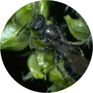 Tiphiidae
