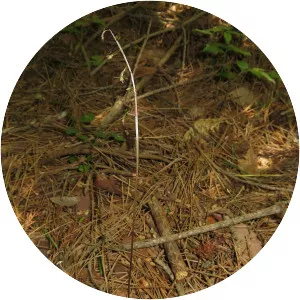 Tipularia japonica - 