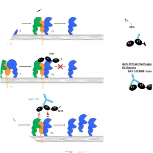 Tissue factor pathway inhibitor - 