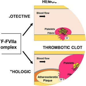 Tissue factor - Protein
