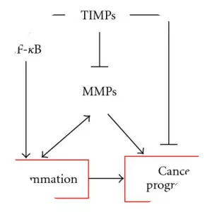 Tissue inhibitor of metalloproteinase - 