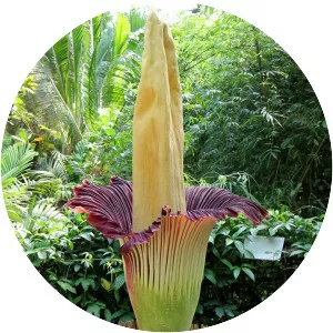 Titan arum - Plants