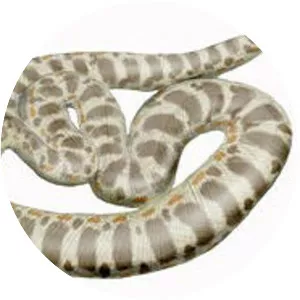 Titanoboa cerrejonens