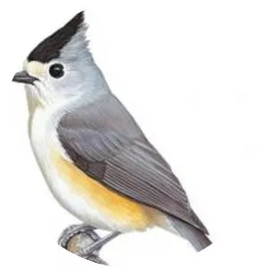 Titmice