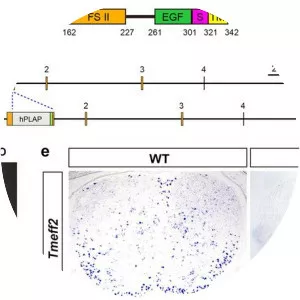 TMEFF2 - Protein