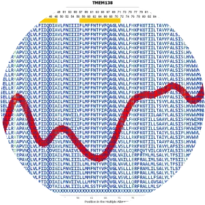 TMEM138 - Protein