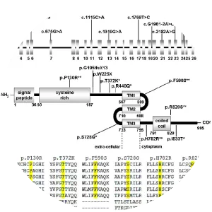 TMEM67 - Protein
