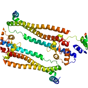 TNNT2 - Protein