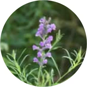 Toadflax