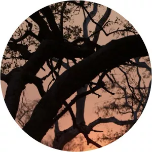 Todas las mañanas del mundoSince 2015