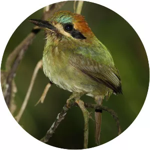 Tody motmot