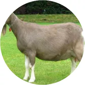 Toggenburg goat