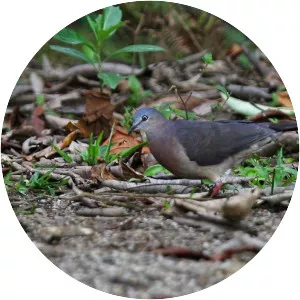 Tolima dove