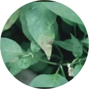 Tomato ringspot virus