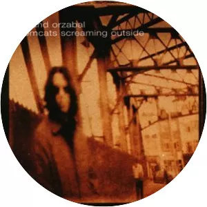 Tomcats Screaming Outside