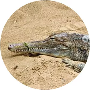 Tomistoma